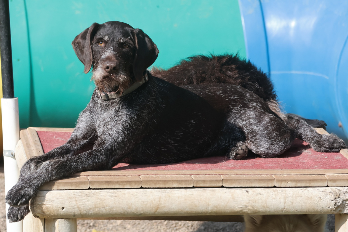 a German Wirehair laying on a wooden platform