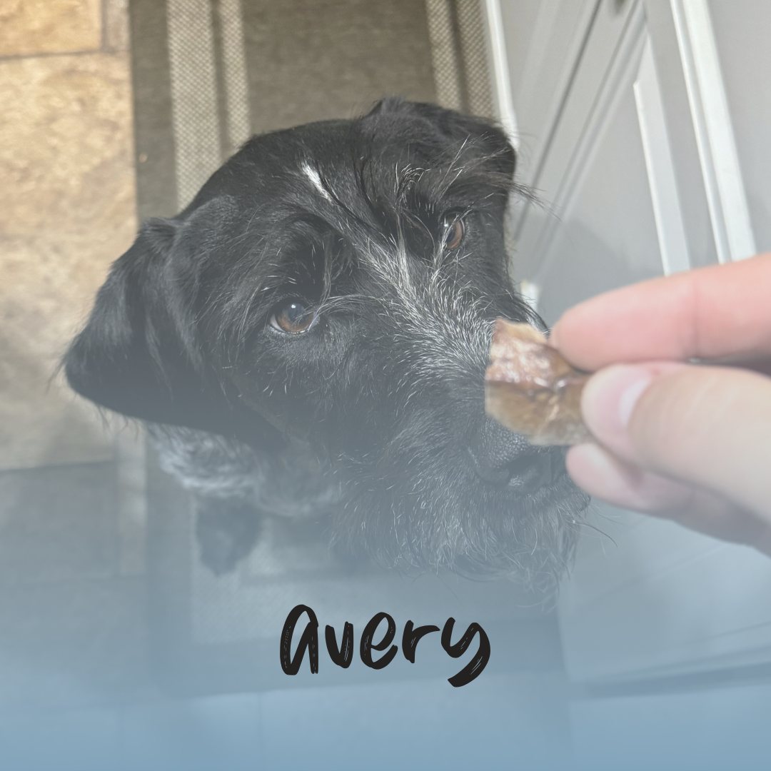 a wirehair eating a beef lung treat with a blue gradient and the text 