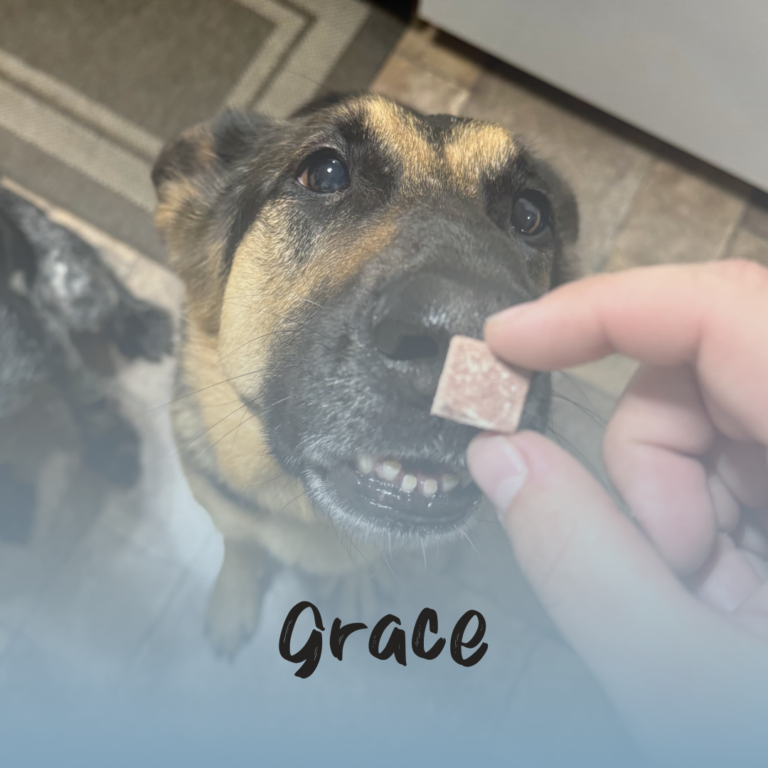 a German Shepherd eating a beef lung treat with a blue gradient and the text 