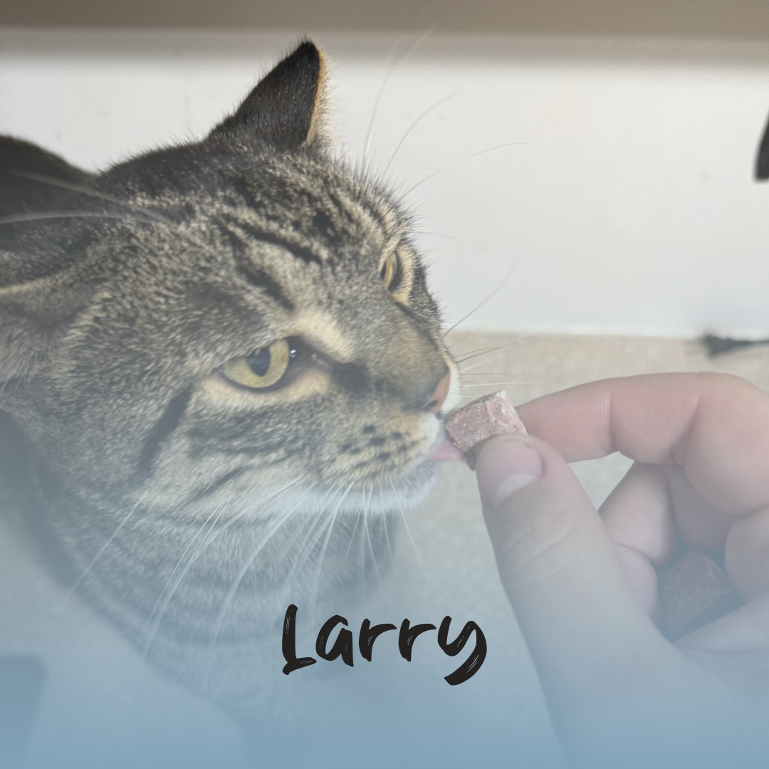 a tiger striped cat eating a beef lung treat with a blue gradient and the text 