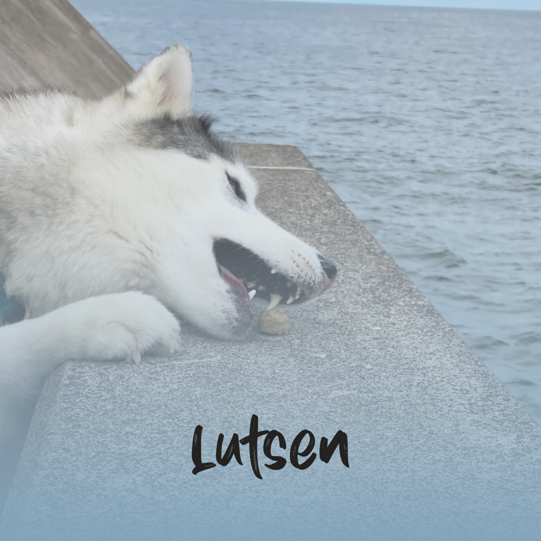 a husky in front of a lake eating a beef lung treat with a blue gradient and the text 