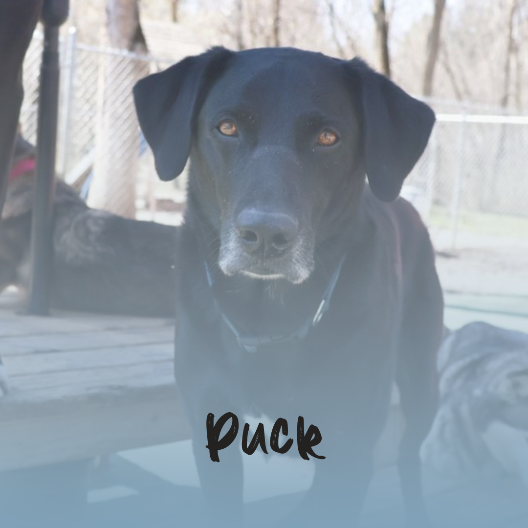 a black lab with a blue gradient and the text 