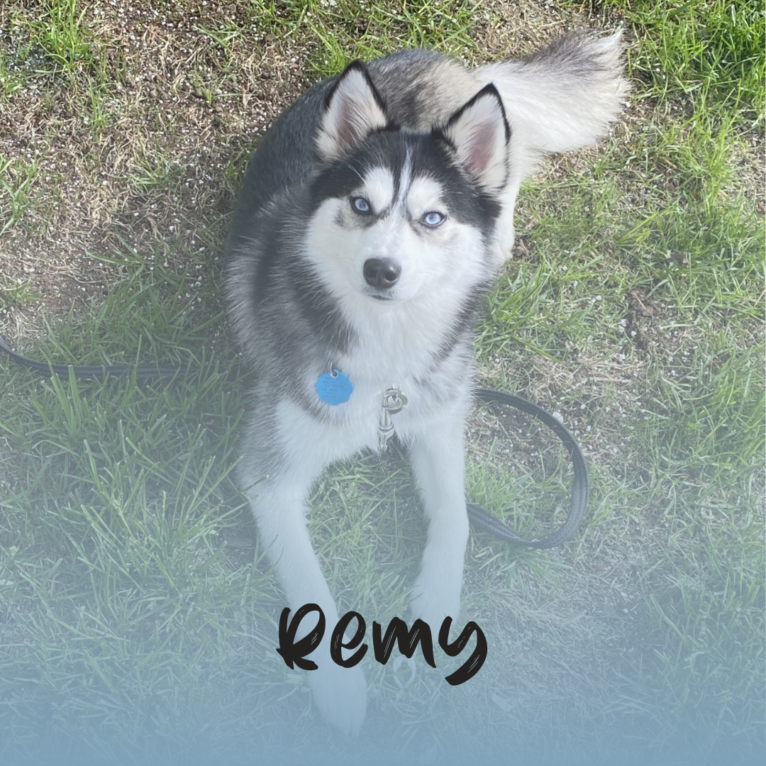 An image of a dog sitting on the grass with a blue overlay and text 